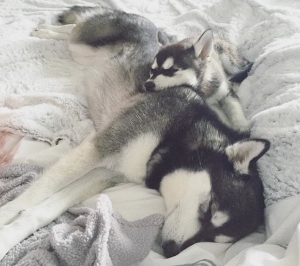 Puppy snuggles
