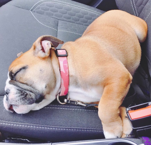 Sammie the Bulldog sleeping