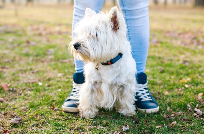 5 Small White Dog Breeds That Make Great Pets Bechewy