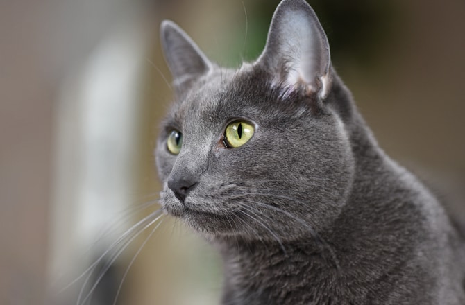 Top 8 Smartest Cat Breeds | BeChewy