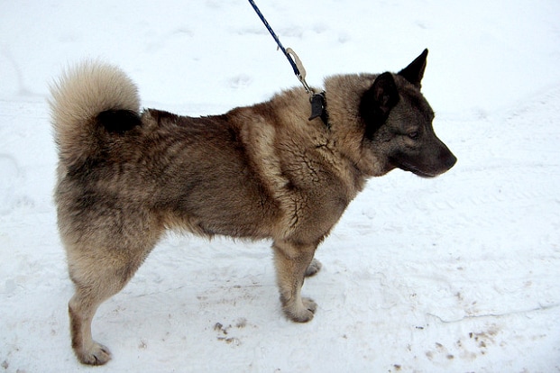 Norwegian Elkhound