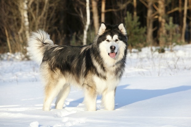 Alaskan Malamute