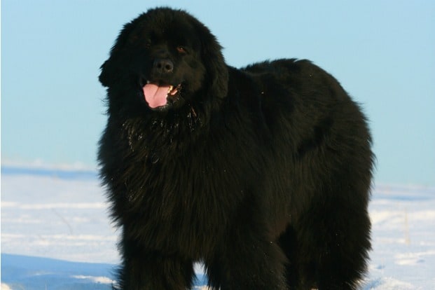 Newfoundland