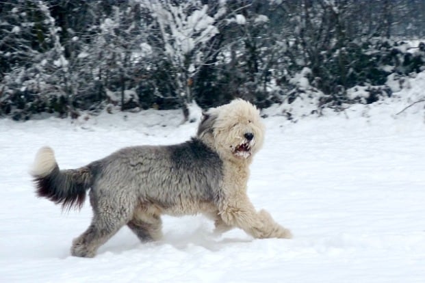 Old English Sheepdog