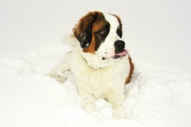 Saint Bernard