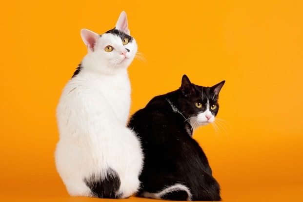 Japanese Bobtail