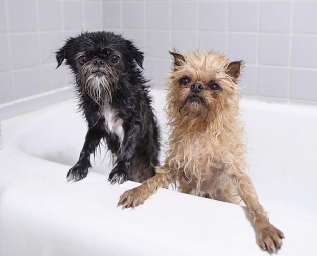 Собаки в ванной