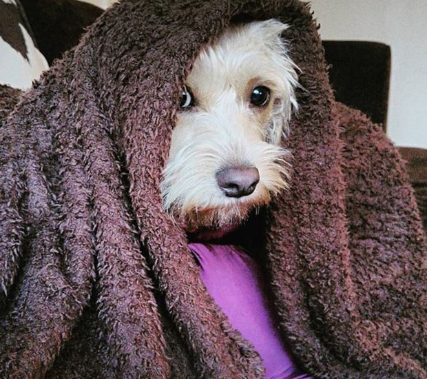Собака с одеялом на голове