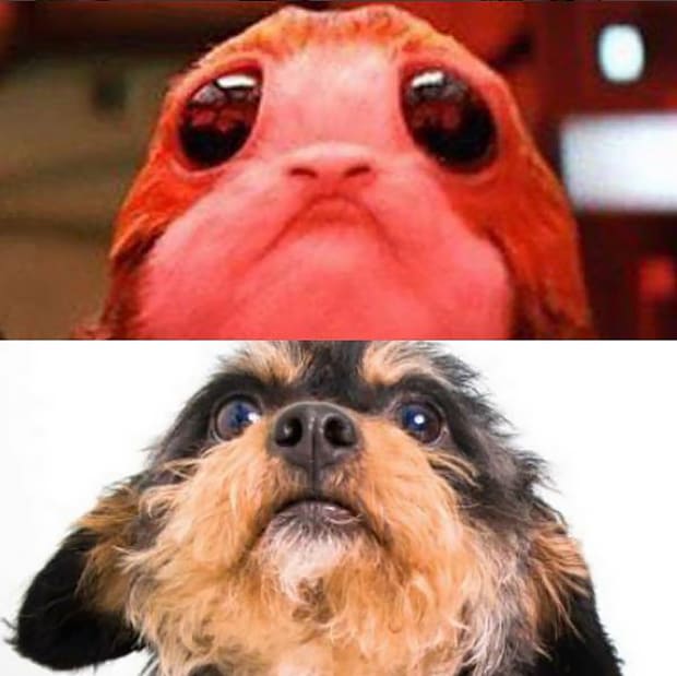 Собака, похожая на персонажа из «Звездных войн»