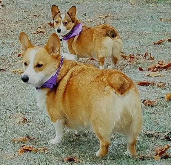 Corgi Butt