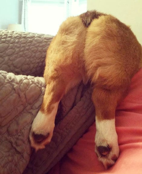 15 Corgi Butts That Might Break The Internet Bechewy 5596