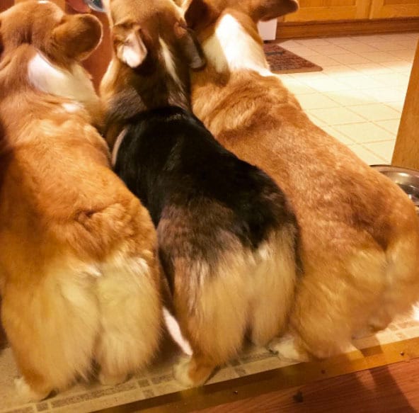 15 Corgi Butts That Might Break The Internet | BeChewy