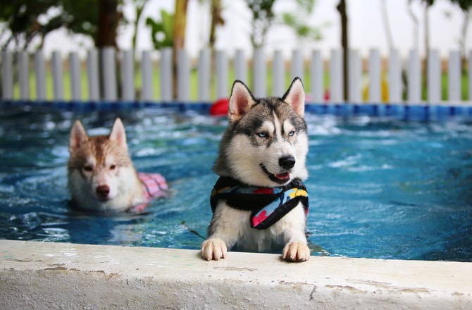 Две собаки в бассейне