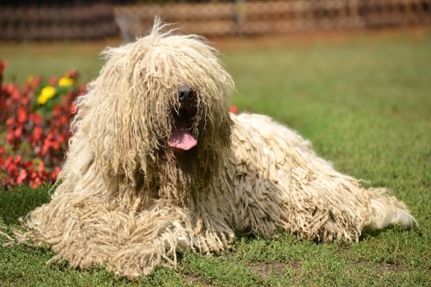 unique looking dogs