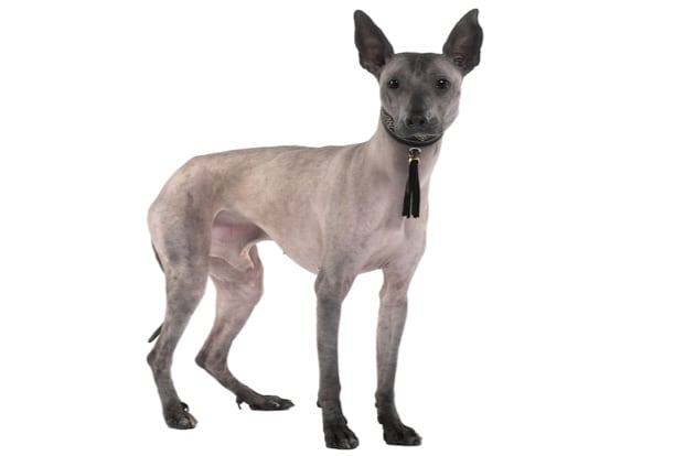 Перуанская орхидейная собака инков / Перуанская голая собака