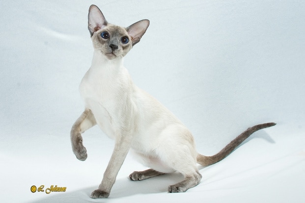 Sphynx Kittens for Sale in Illinois: Breeders List 2023 - Catster