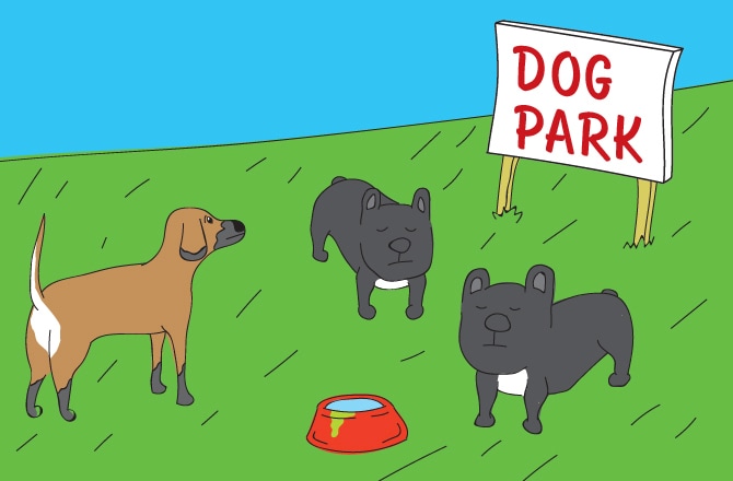 Собаки в собачьем парке
