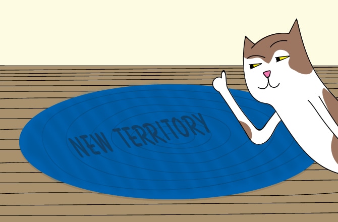 Кот с новым ковриком