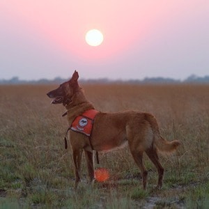 Организация «Working Dogs for Conservation» обучает бывших собак из приюта