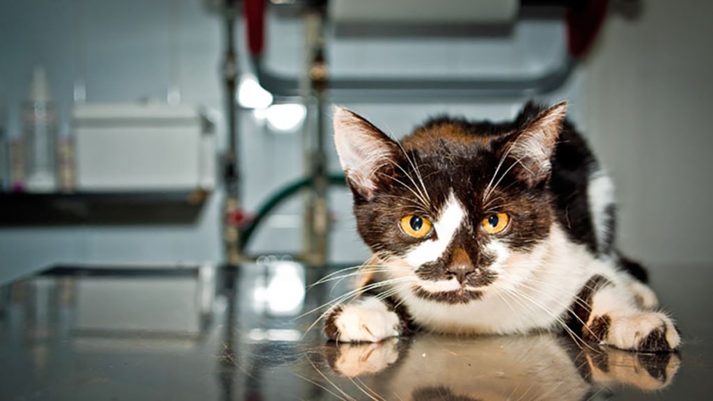 cat throwing up yellow liquid with hair