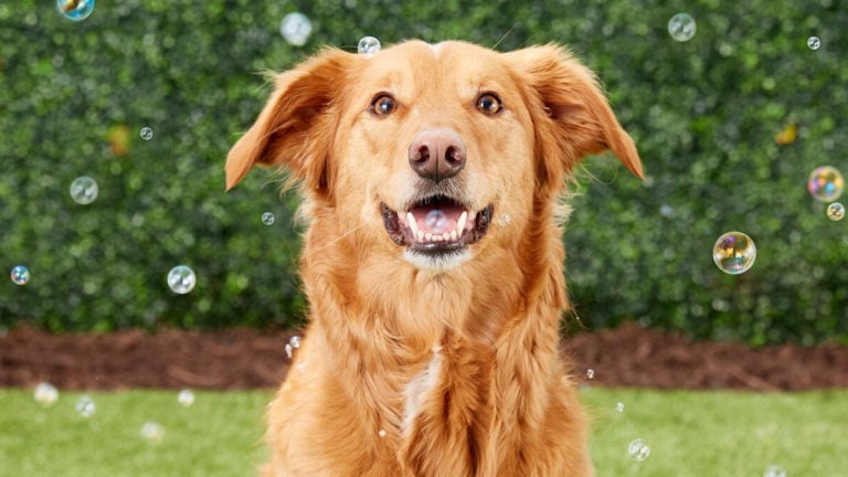 Homeless Pets Get Treated To Glamour Shots In Hopes Of Encouraging 