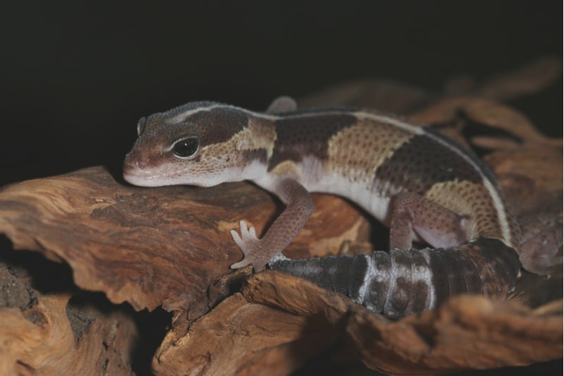 african fat-tailed gecko