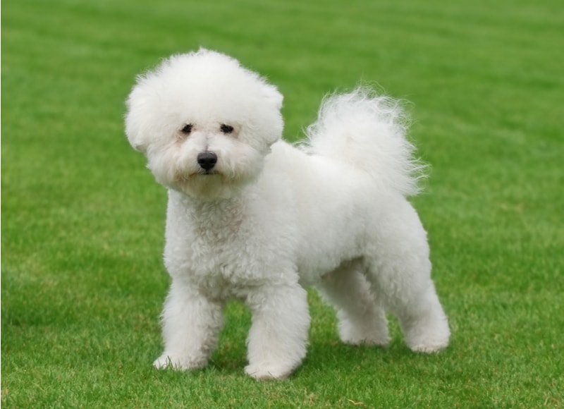 low-shedding dog breed bichon frise