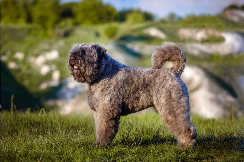 low-shedding dog breed bouvier de flandres