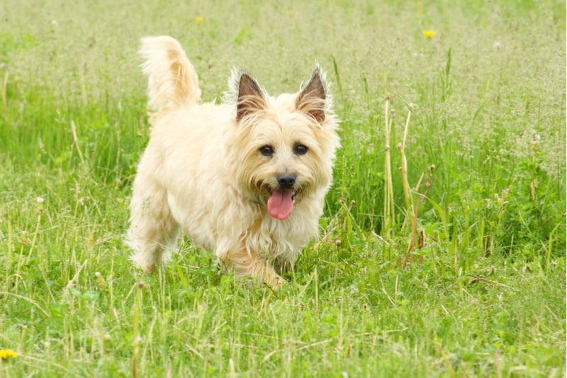 low-shedding dog breed cairn terrier
