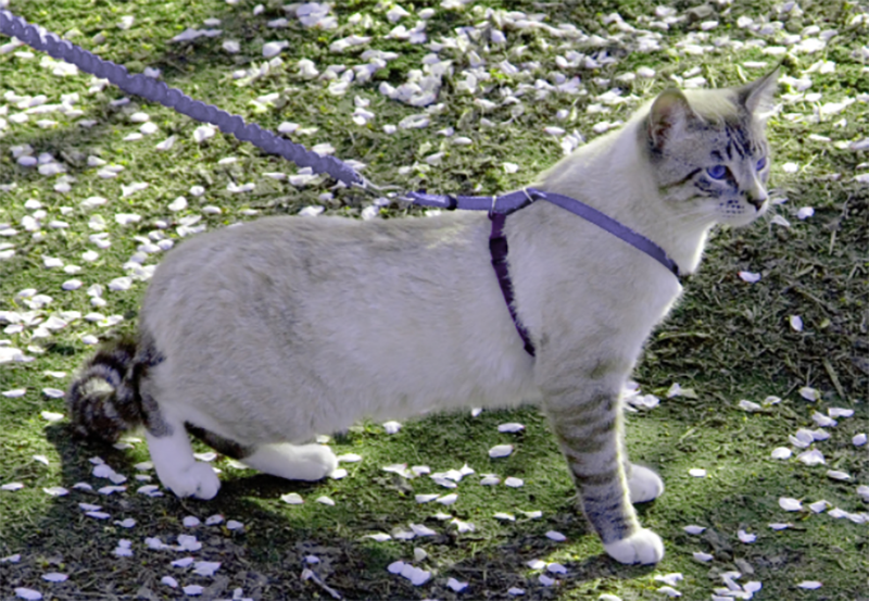 Kitty Harness & Bungee Cat Leash