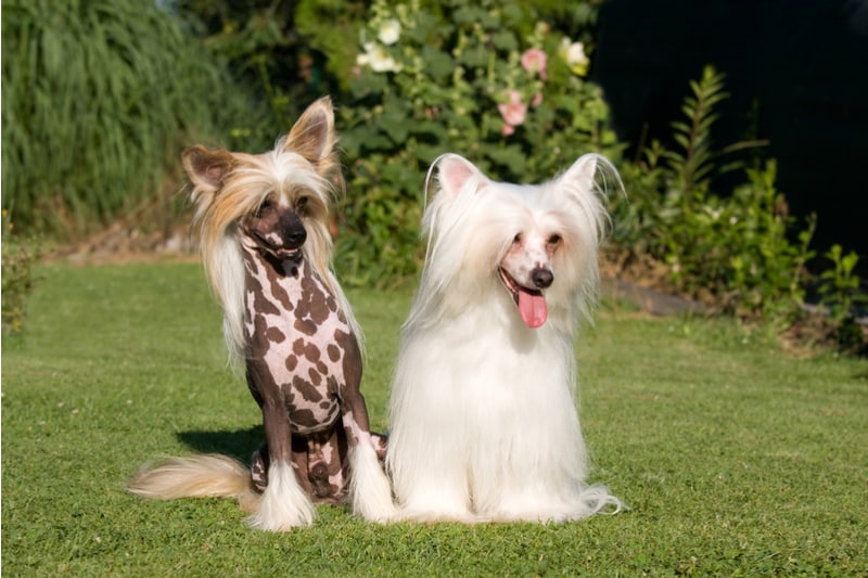 chinese crested