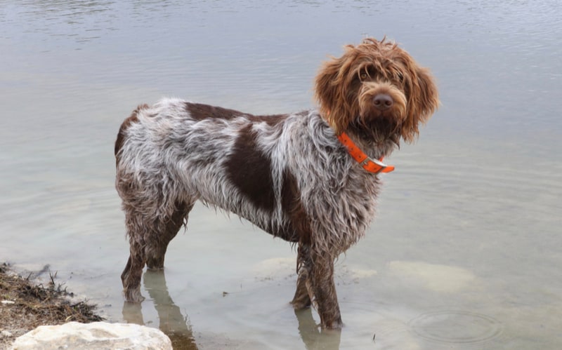 low-shedding dog breed wirehaired pointing griffon