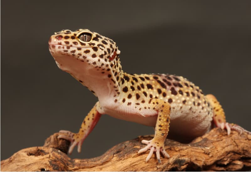 Common store pet lizards