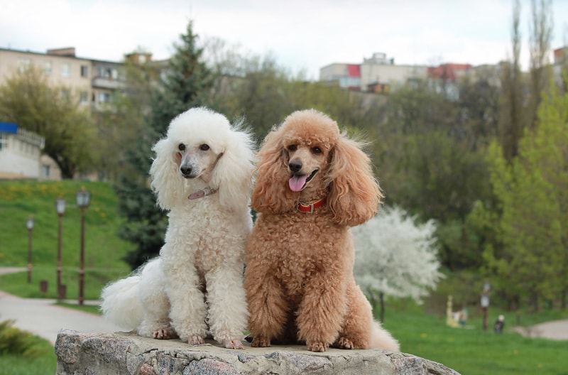 poodles