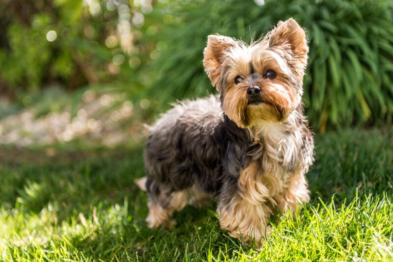 low-shedding dog breed yorkshire terrier
