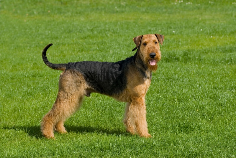 low-shedding dog breed airedale terrier