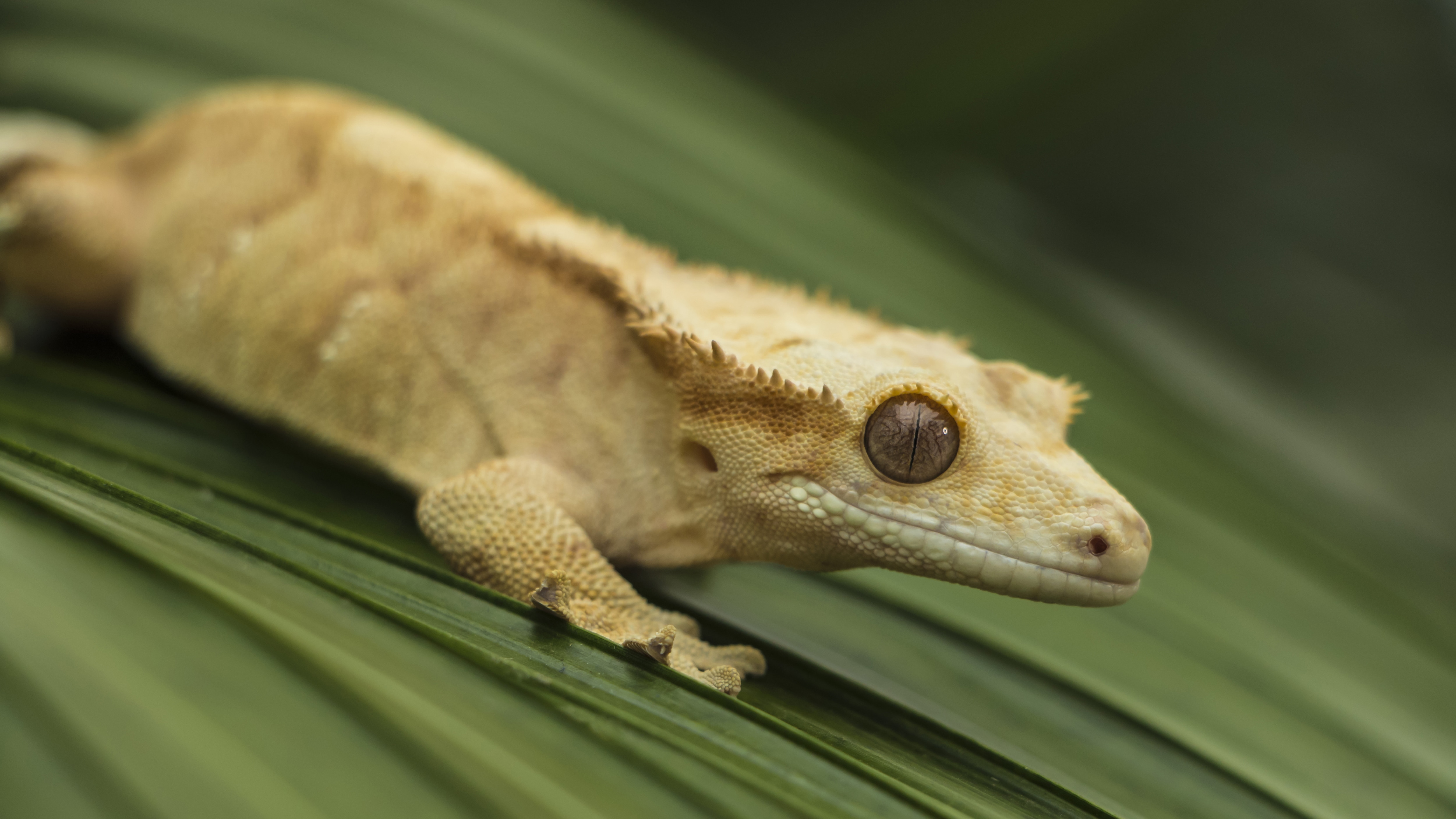 Crested gecko