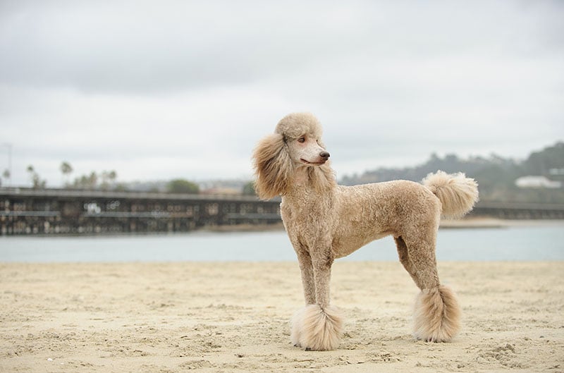 Standard Poodle