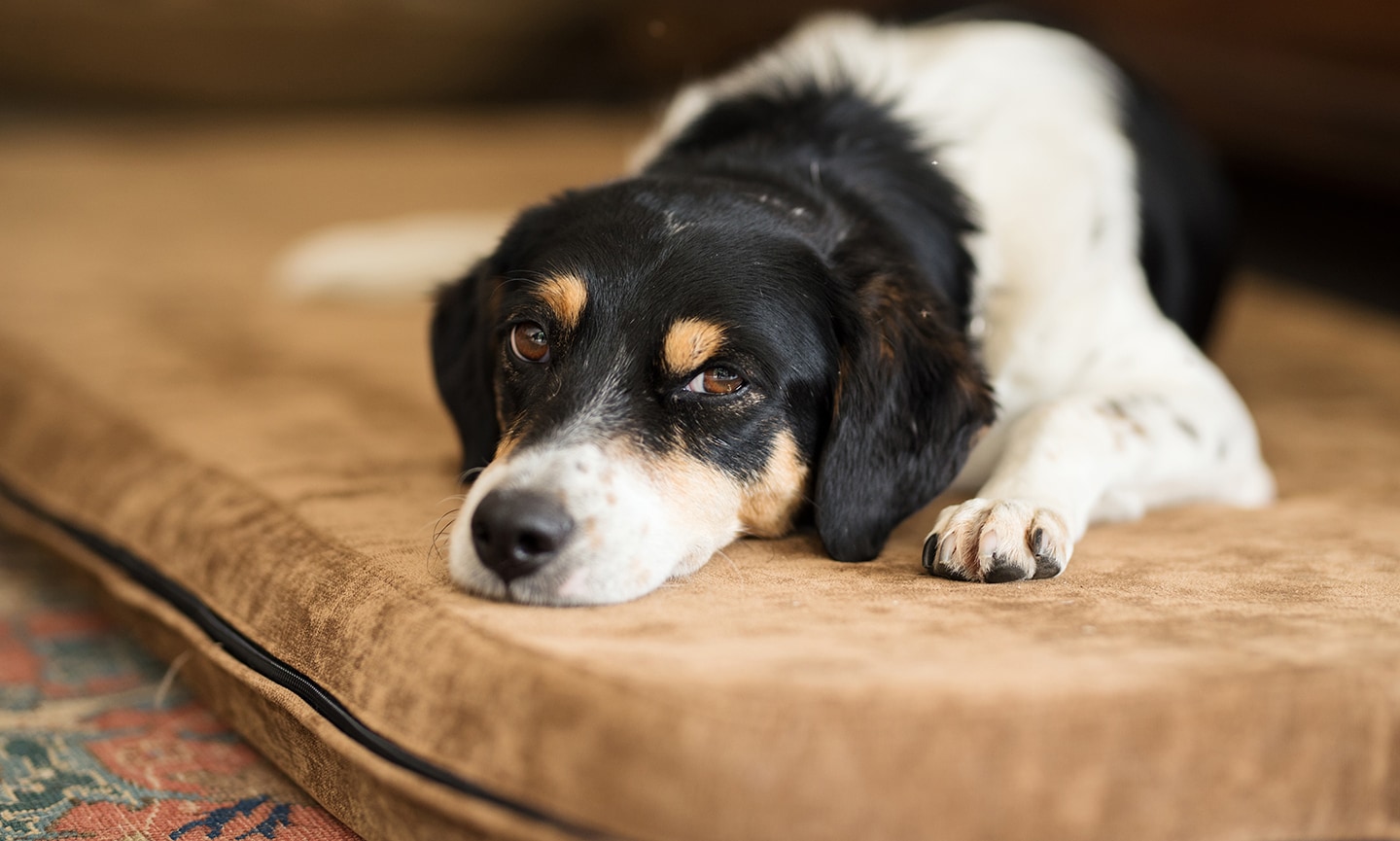 Fly biting best sale seizure dog