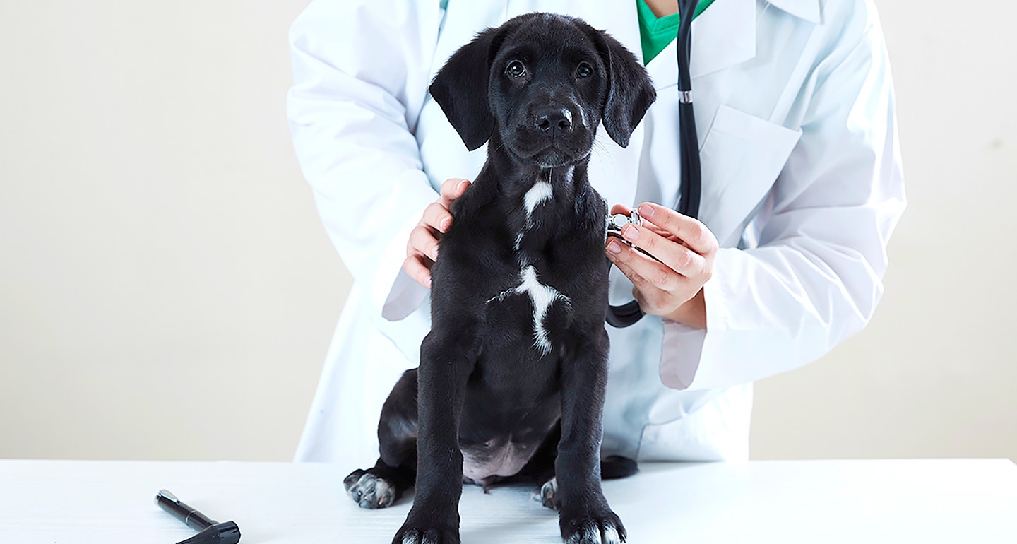 7 Reasons Why Pets May Need Prescription Pet Medications