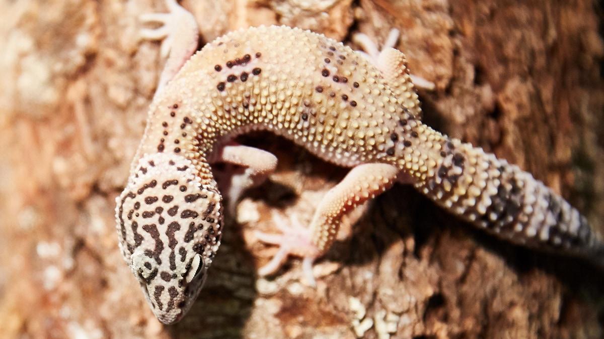 Choosing The Best Pet Lizard: 3 Types of Geckos | BeChewy