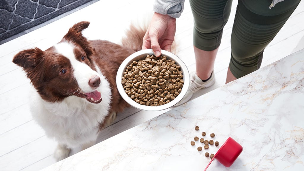 Choosing the Best Dog Food for Sensitive Stomach Issues