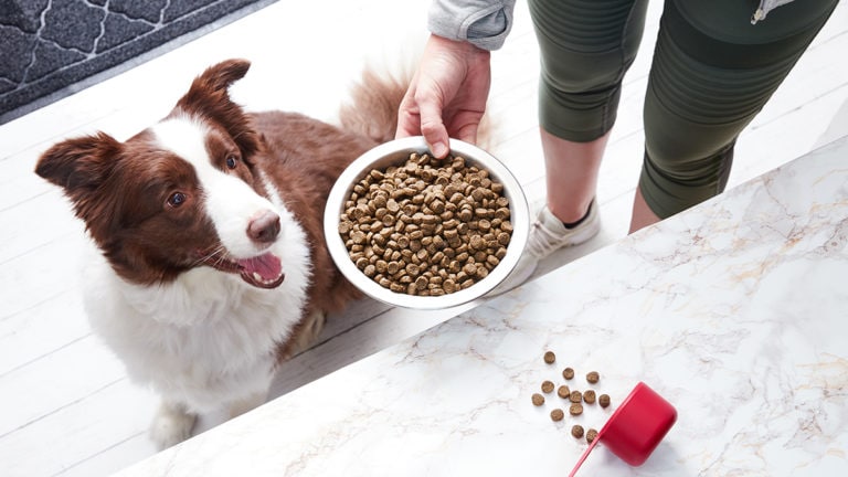 Choosing the Best Dog Food for Sensitive Stomach Issues BeChewy