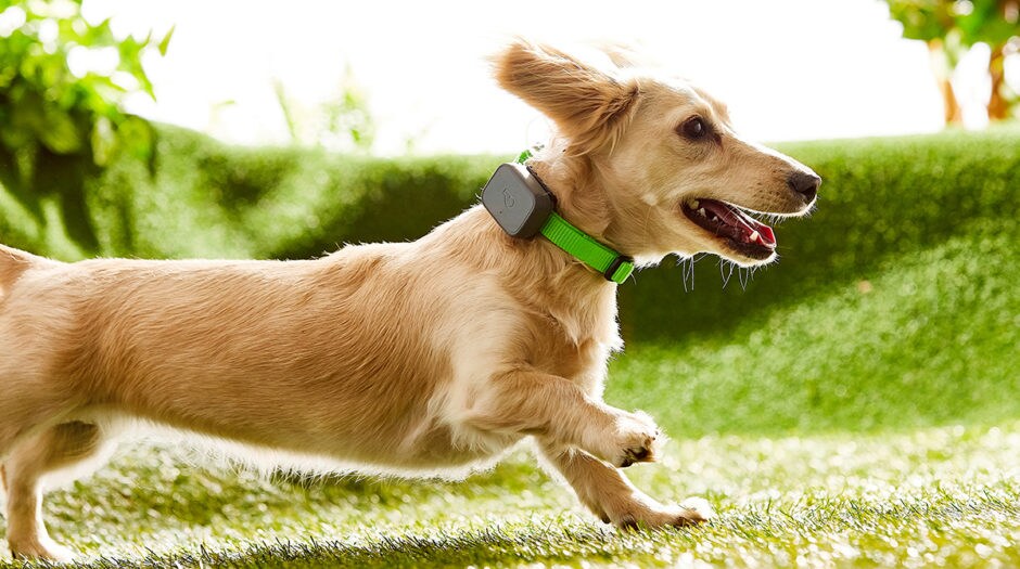 What To Do When Your Dog Steps in Poop BeChewy