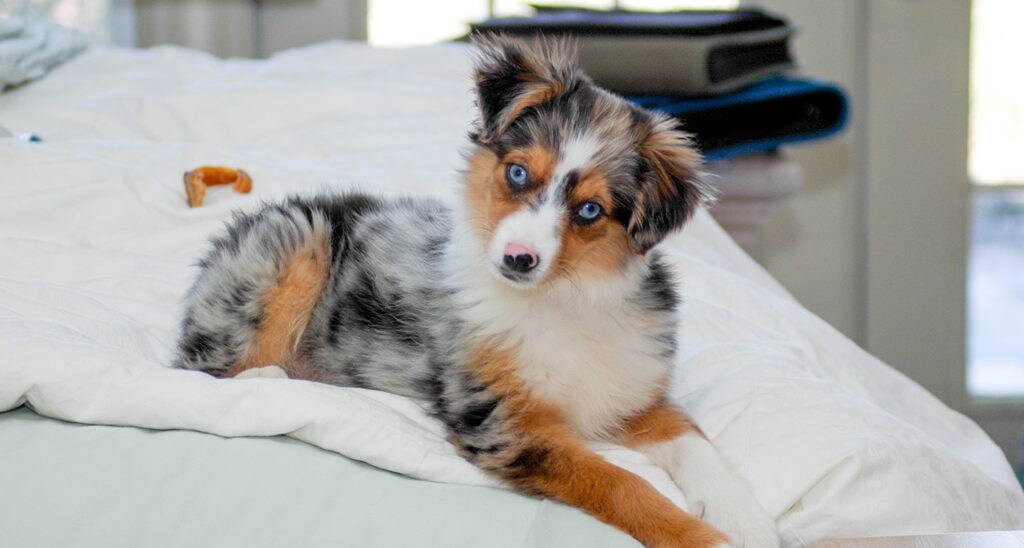 Miniature Australian Shepherd Dog Breed BeChewy