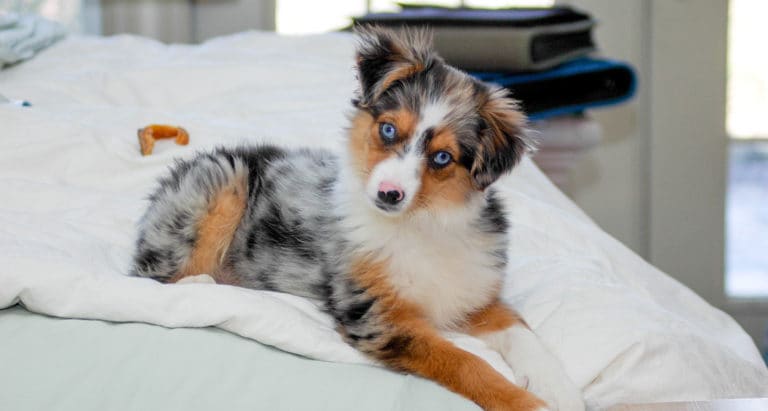 Mini australian shepherd mix puppies best sale