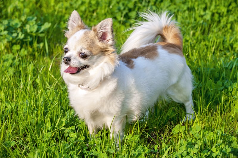 Common Dog Diseases in Popular Dog Breeds | BeChewy