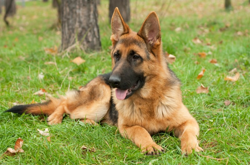 Common Dog Diseases in Popular Dog Breeds | BeChewy