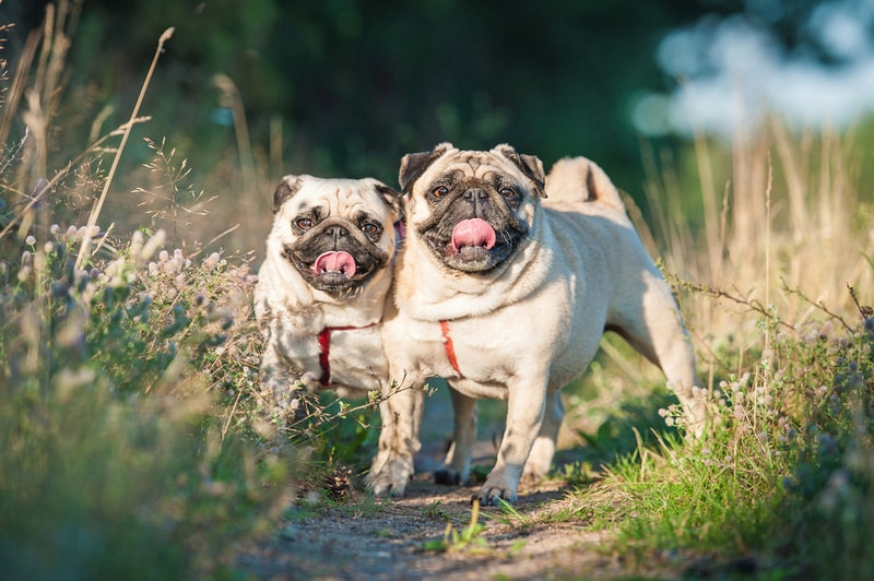 pug