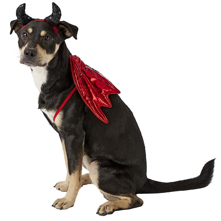 humand a dog matching costumes - devil